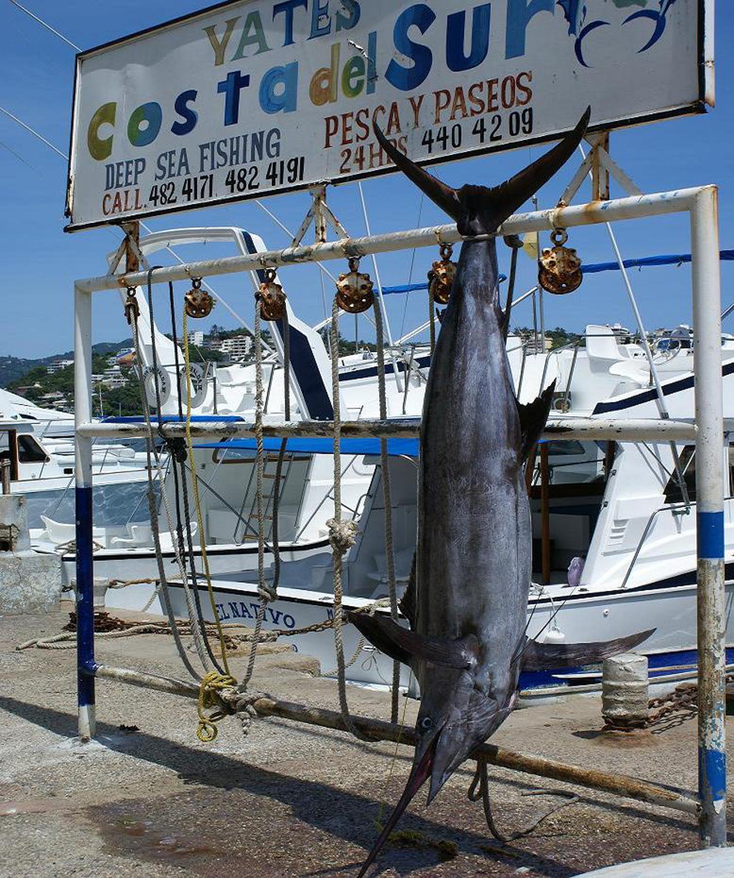 A Sail Fish Captured in Acapulco in a Deep Sea Fishing Tour