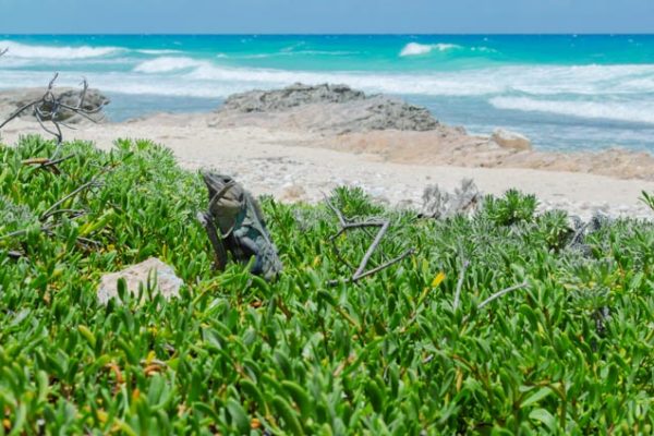 An iguana sitting in bushes with the Caribbean Sea at the background