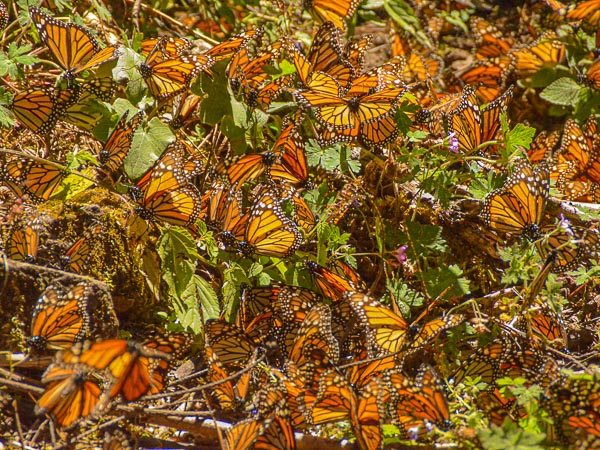 Impressive image with thousands of Monarch Butterfly